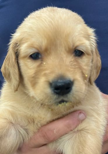 Golden Retriever Puppies Weatherford, TX ( Maura} AKC Registered female