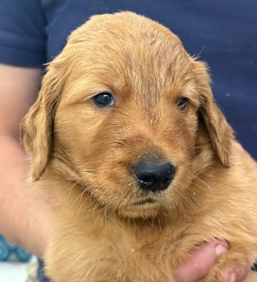 Golden Retriever puppy AKC Liam SOLD