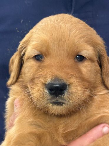 Golden retriever AKC puppy Rowen male