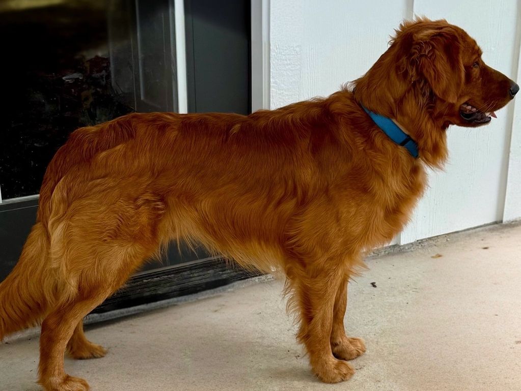 Golden Retriever male Remington