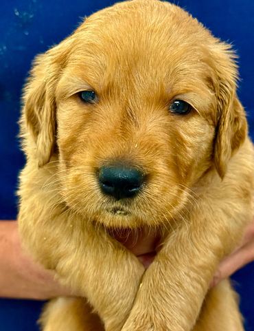 Golden Retrievers Puppies. Weatherford, TX. (Finn) AKC Registered Male