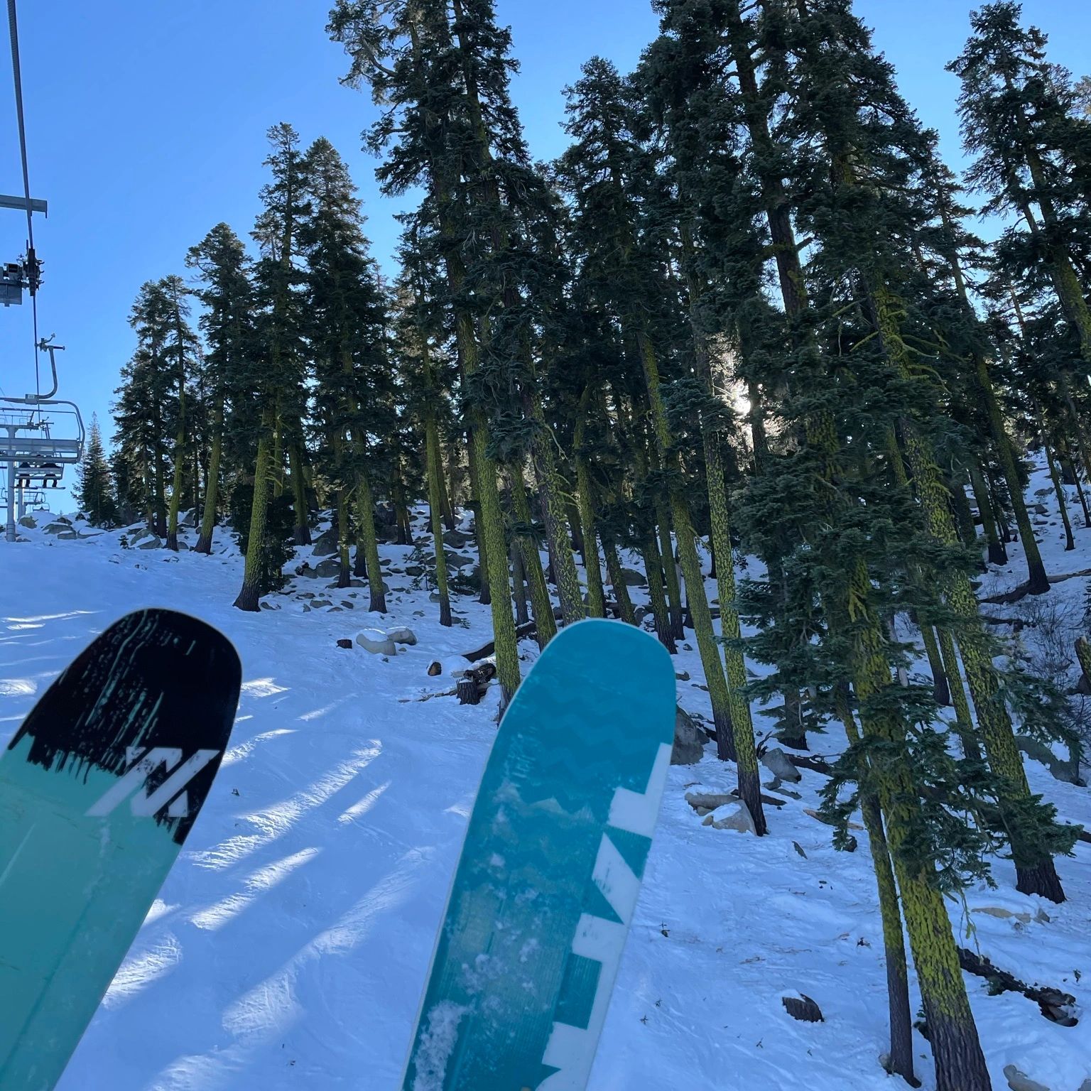 skis + trees