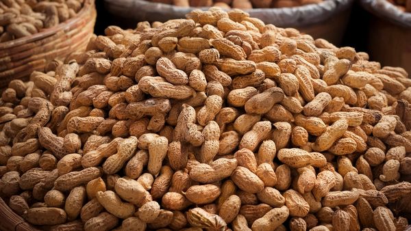 Pile of raw peanuts in shells.
