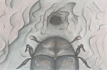 Bark Beetles
