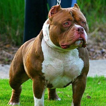 ABKC GR.CH. ROCKOMANIA