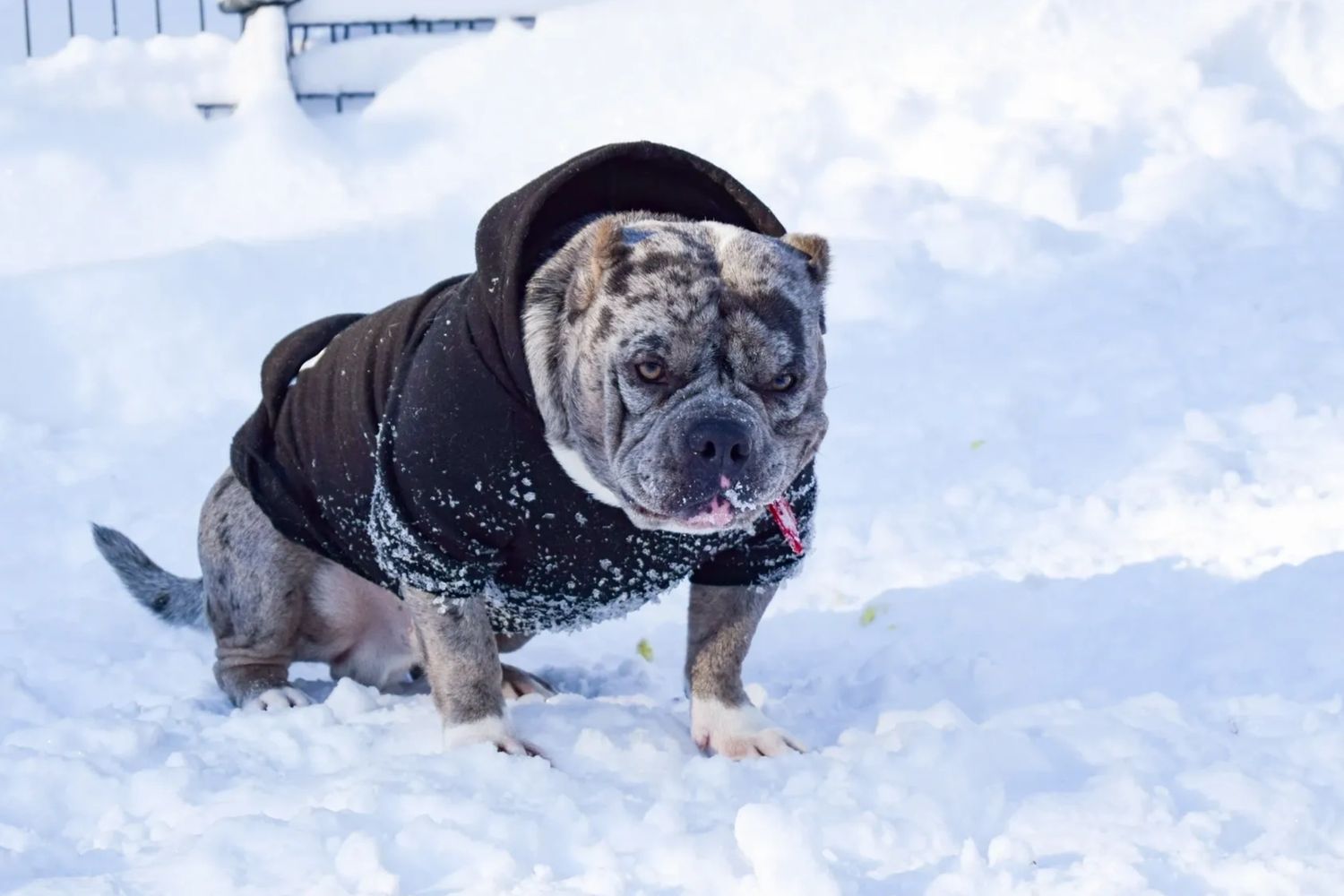 Blue merle American pocket bully - AK BULLY ALIX