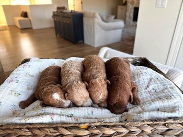 Poodle Puppies for Sale, Cavapoochon Puppies for Sale, Puppies for sale, Cavapoo Puppies for Sale