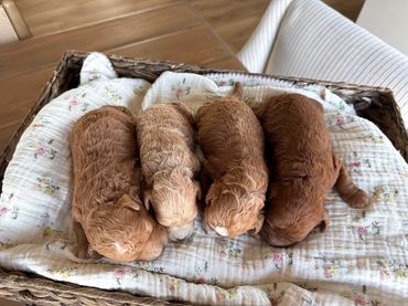 Poodle Puppies for Sale, Cavapoochon Puppies for Sale, Puppies for sale, Cavapoo Puppies for Sale