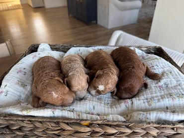 Poodle Puppies for Sale, Cavapoochon Puppies for Sale, Puppies for sale, Cavapoo Puppies for Sale