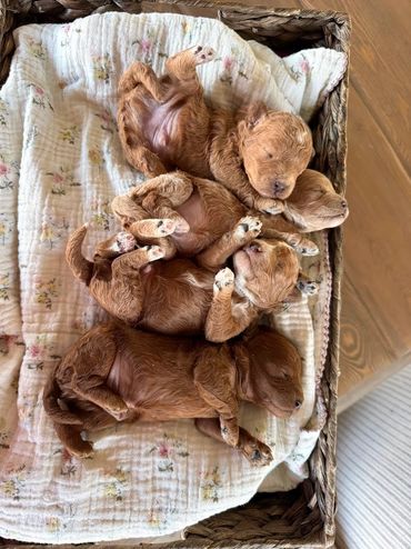 Poodle Puppies for Sale, Cavapoochon Puppies for Sale, Puppies for sale, Cavapoo Puppies for Sale