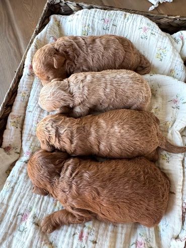 Poodle Puppies for Sale, Cavapoochon Puppies for Sale, Puppies for sale, Cavapoo Puppies for Sale