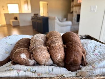 Poodle Puppies for Sale, Cavapoochon Puppies for Sale, Puppies for sale, Cavapoo Puppies for Sale