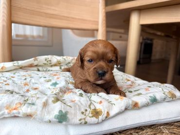 Cavapoo puppies, healthy cavapoo, puppies for sale, bluebell cavapoochon puppies, Artisan Doodle