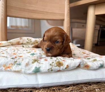 Cavapoo puppies, healthy cavapoo, puppies for sale, bluebell cavapoochon puppies, Artisan Doodle