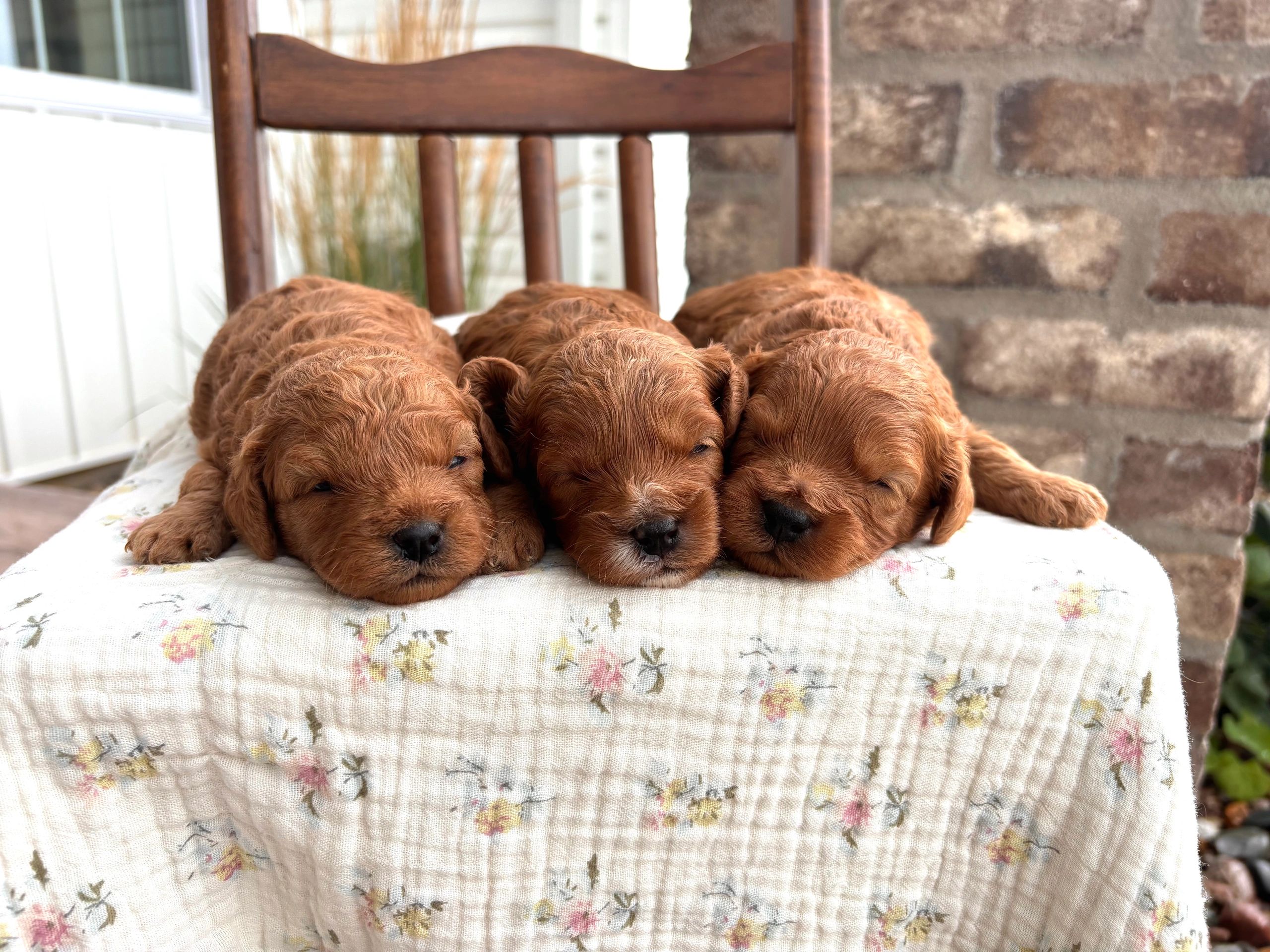 Poodle Puppies for Sale, Cavapoochon Puppies for Sale, Puppies for sale, Cavapoo Puppies for Sale
