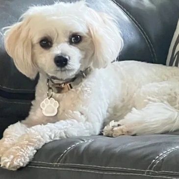 Cavapoo Puppies, Cavapoochon Puppies in Iowa, Cavapoochon Puppies for Sale, Puppies for Sale, Poodle