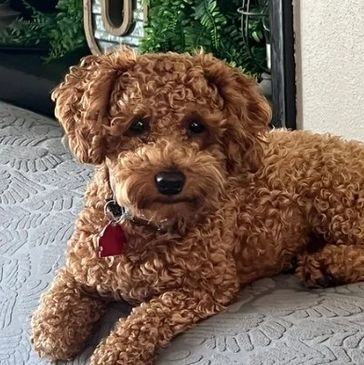 Cavapoo Puppies, Cavapoochon Puppies in Iowa, Cavapoochon Puppies for Sale, Puppies for Sale, Poodle