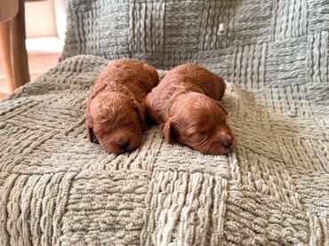 Poodle Puppies for Sale, Cavapoochon Puppies for Sale, Puppies for sale, Cavapoo Puppies for Sale