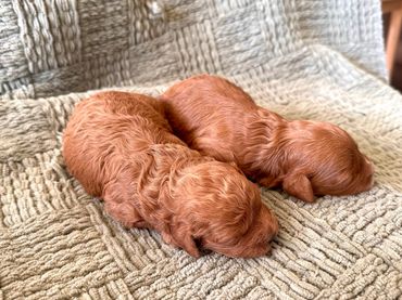 Poodle Puppies for Sale, Cavapoochon Puppies for Sale, Puppies for sale, Cavapoo Puppies for Sale