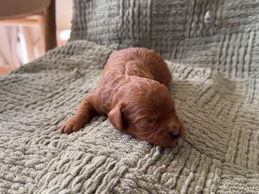 Poodle Puppies for Sale, Cavapoochon Puppies for Sale, Puppies for sale, Cavapoo Puppies for Sale