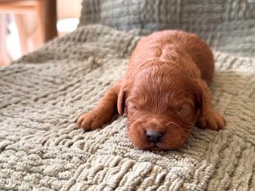 Poodle Puppies for Sale, Cavapoochon Puppies for Sale, Puppies for sale, Cavapoo Puppies for Sale