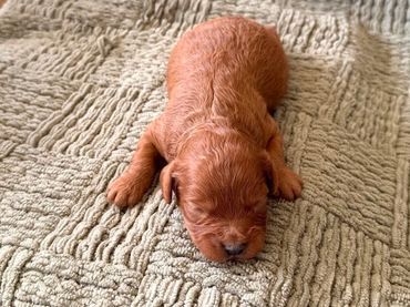 Poodle Puppies for Sale, Cavapoochon Puppies for Sale, Puppies for sale, Cavapoo Puppies for Sale