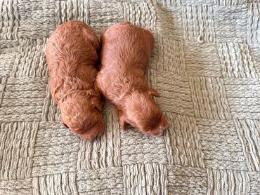 Poodle Puppies for Sale, Cavapoochon Puppies for Sale, Puppies for sale, Cavapoo Puppies for Sale