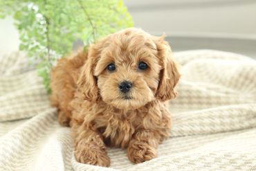 Cavapoochon Puppies for Sale, Poodle mix Puppies for Sale, doodle puppies for sale, Cavalier Puppies