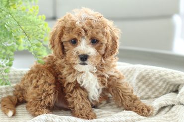 Cavapoochon Puppies for Sale, Poodle mix Puppies for Sale, doodle puppies for sale, Cavalier Puppies