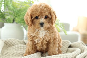 Cavapoochon Puppies for Sale, Poodle mix Puppies for Sale, doodle puppies for sale, Cavalier Puppies