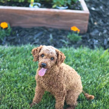 Shihpoo Puppies for Sale, Poodle Mix Puppies for Sale, S Puppies for Sale, Small Puppies