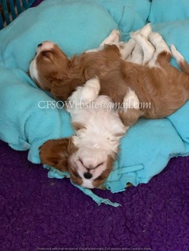 Cavalier Puppies