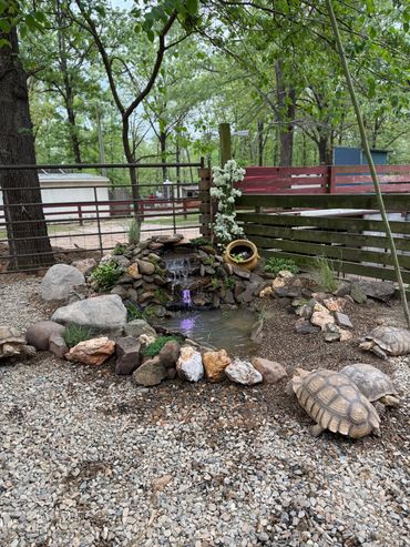 A small pond with a waterfall surrounded by rocks and tortoises in a fenced garden.