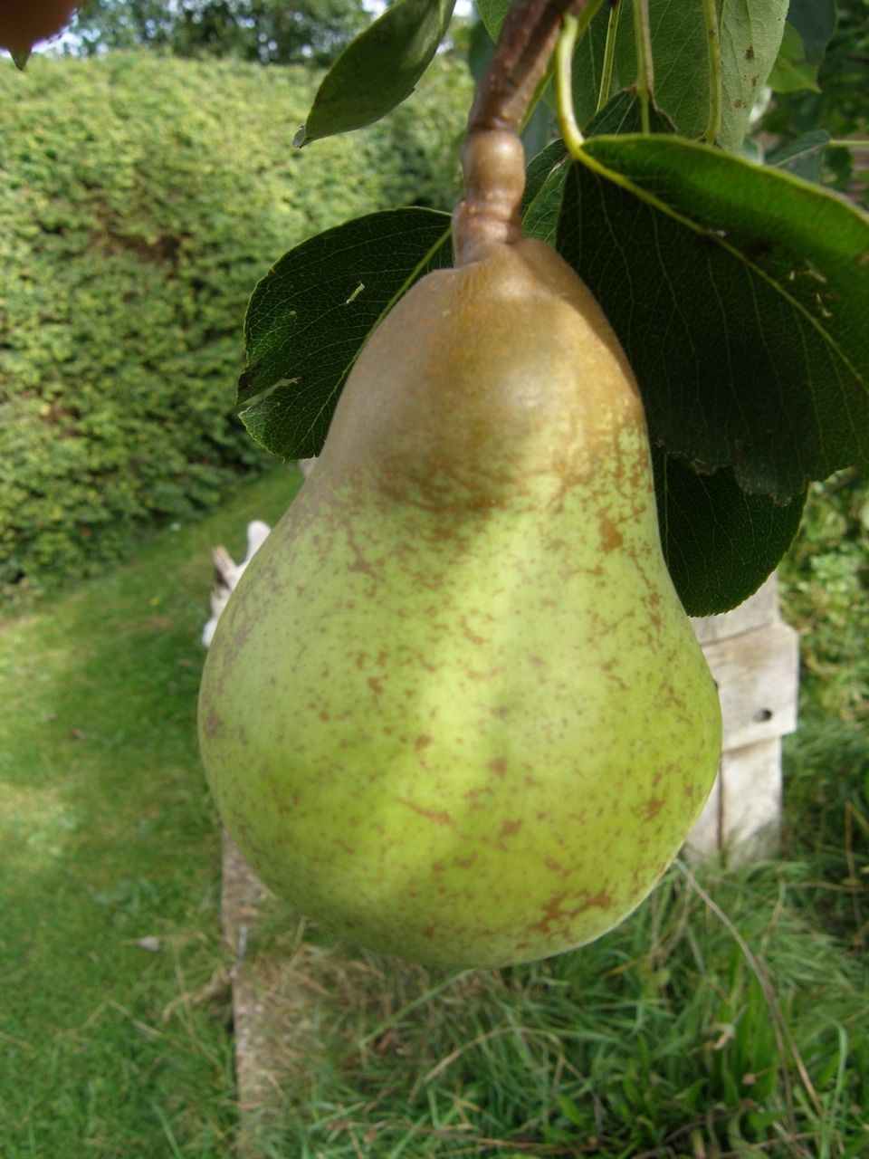 Ark of Taste Pear