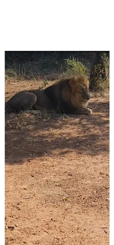 A majestic male lion resting on dry ground in a natural setting.