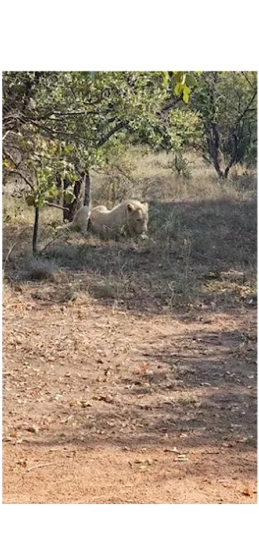 A white lion resting in the shade of a forest.