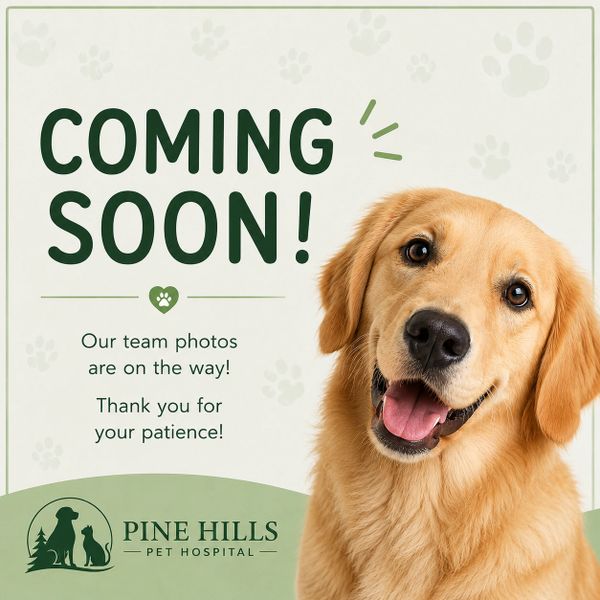Cute golden retriever with a coming soon message for team photos at Pine Hills Pet Hospital.
