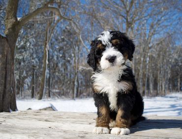 WhiskeyCreek Bernedoodles- mini bernedoodle puppies for sale