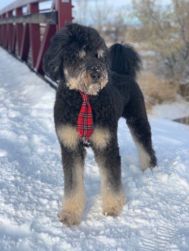 WhiskeyCreek Bernedoodles- bernedoodle puppies for sale