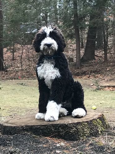 WhiskeyCreek Bernedoodles- www.whiskeycreekdoodles.com doodle puppies for sale