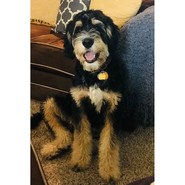 bernedoodle breeder www.whiskeycreekdoodles.com