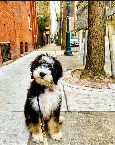 bernedoodle puppies for sale -www.whiskeycreekdoodles.com