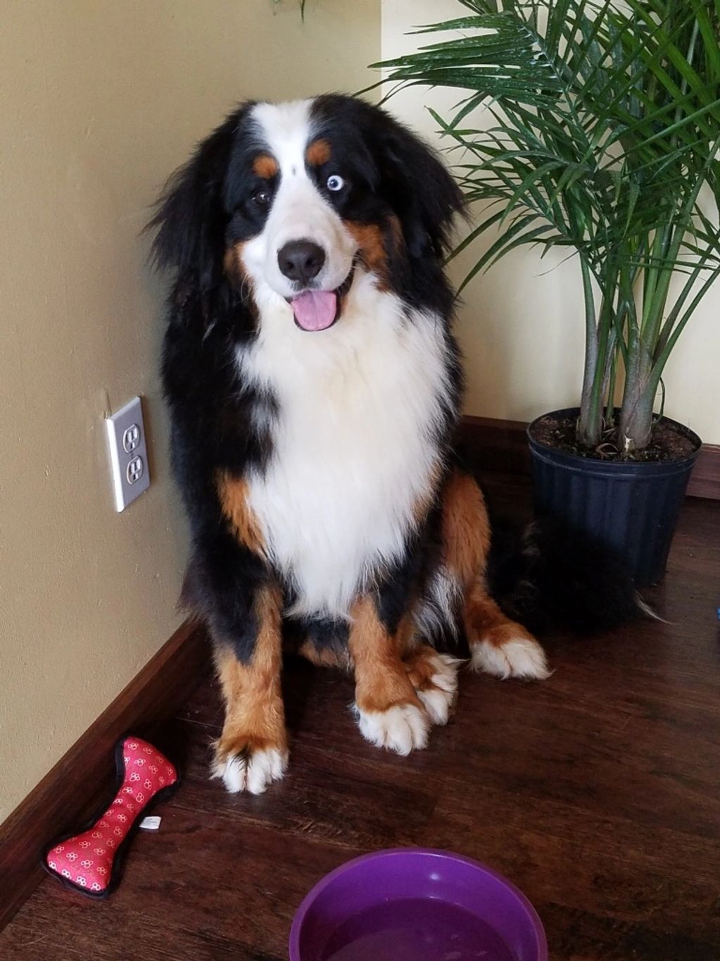 Purebred Bernese Mountain Dog Sire- www.whiskeycreekdoodles.com