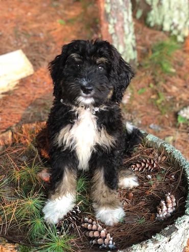 bernedoodle breeder - WhiskeyCreekdoodles.com