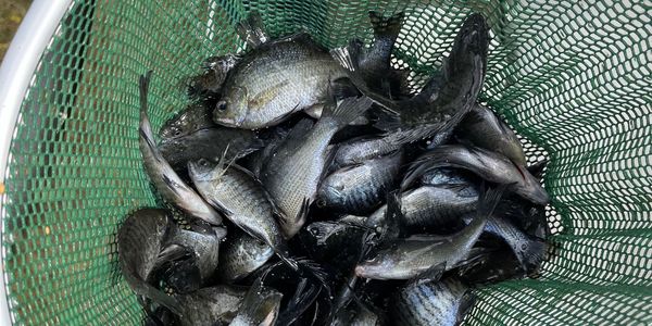 Bluegill Pond Stocking
