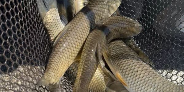 Grass Carp Fish Stocking