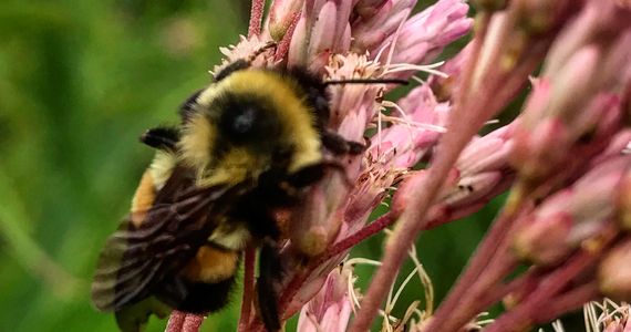 Rusty Patched Bumblebee (Bombus affinis)