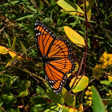 Monarch Butterfly