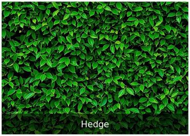 Hedge — Green hedge backdrop for weddings and parties.
