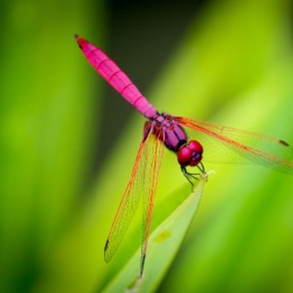 A vibrant pink dragonfly perched on a green leaf.